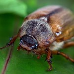 Co tak bzyczy wieczorem? Ogromne owady wplątują się we włosy