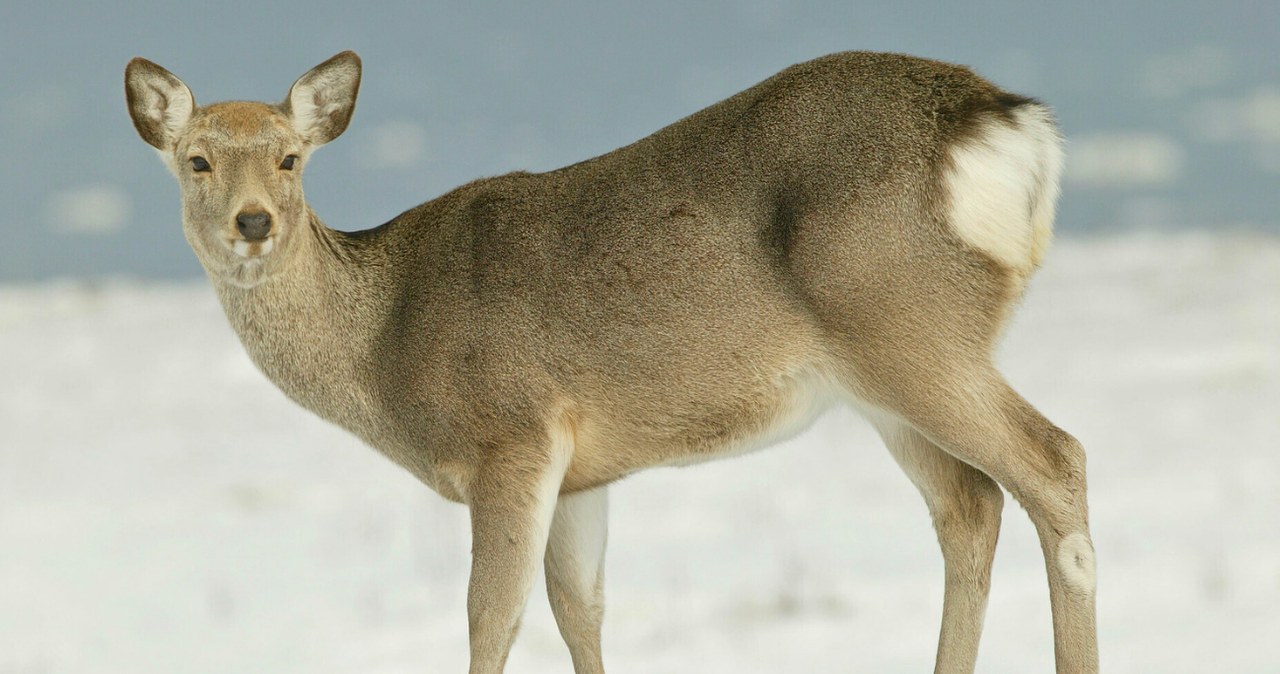 Co to są jelenie sika? /M. Watson / ardea.com/EAST NEWS /East News