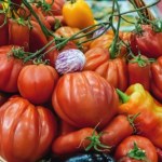 pomidory Co to są warzywa psiankowate? Czy można je jeść, mając stan zapalny i nietolerancję histaminy?