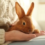 Co trzeba wiedzieć przed adopcją królika?