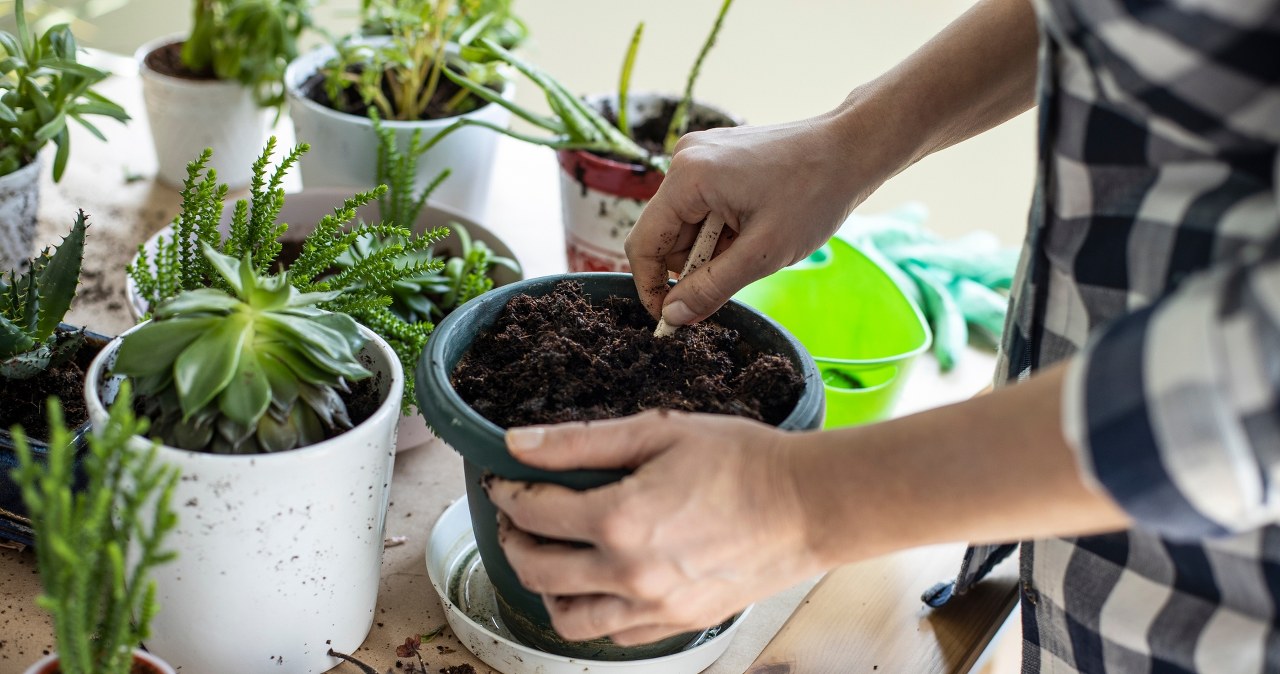 Co warto posadzić, aby cieszyć się zdrowymi plonami? /Pixel