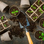 Co wysiewamy w styczniu? Już teraz zacznij pierwsze prace