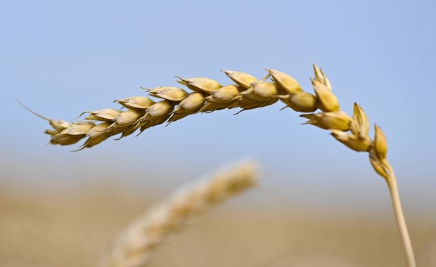 Co z przedłużeniem zakazu importu ukraińskiego zboża? 