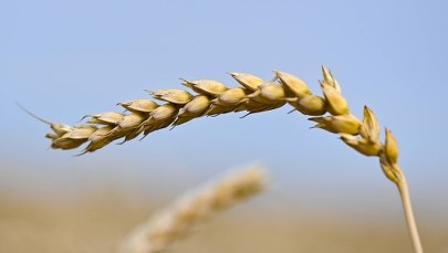 Co z przedłużeniem zakazu importu ukraińskiego zboża? 