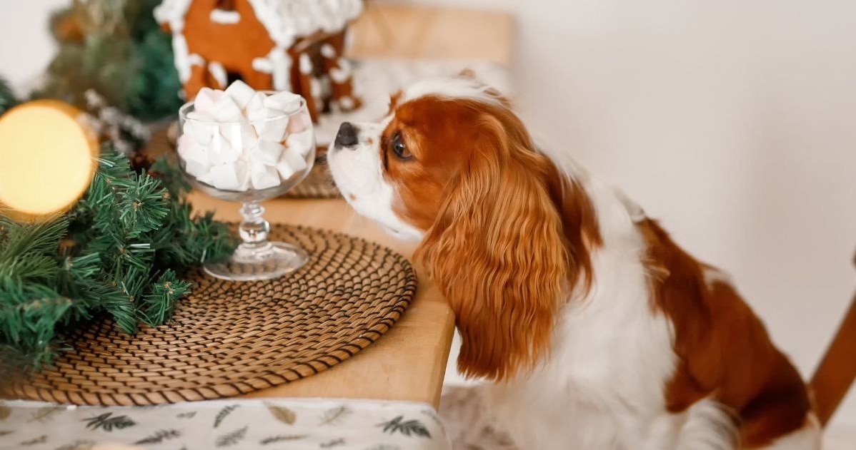 Co z wigilijnego stołu może zaszkodzić psu? /123RF/PICSEL