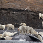 Co za uczta! Dziesiątki niedźwiedzi polarnych zjadają wieloryba