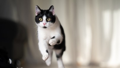 Co zabija koty? Znamy wyniki badań próbek