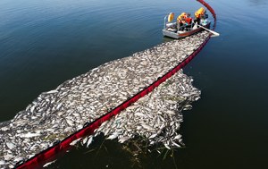 Co zabija ryby na Odrze? Szukają sprawców, już ponad dwieście zgłoszeń