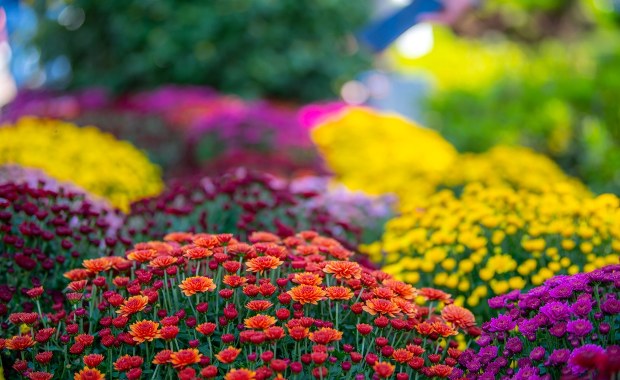 ​Co zamiast chryzantem na Wszystkich Świętych? Oto 10 najlepszych alternatyw