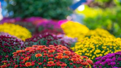 ​Co zamiast chryzantem na Wszystkich Świętych? Oto 10 najlepszych alternatyw