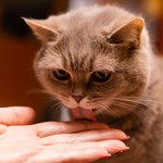 Co zawiera ślina kota? Czy może być niebezpieczna?