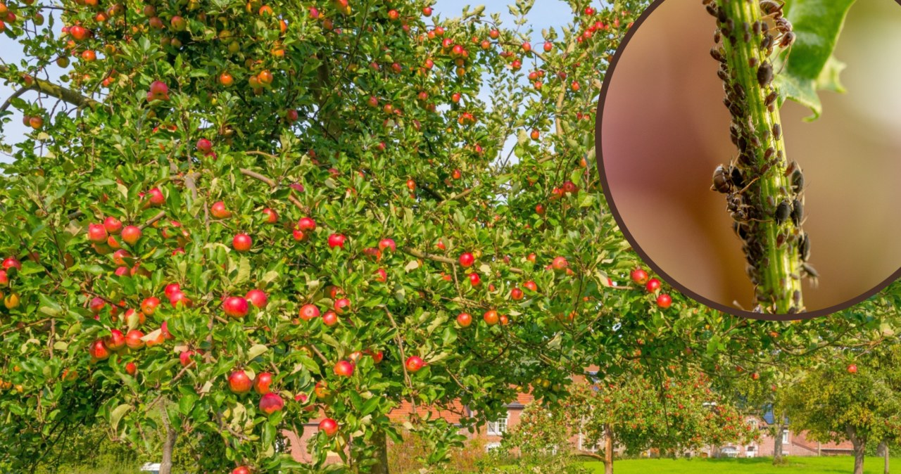 Co zrobić, aby na naszych jabłoniach nie pojawiały się mszyce? /Pixel