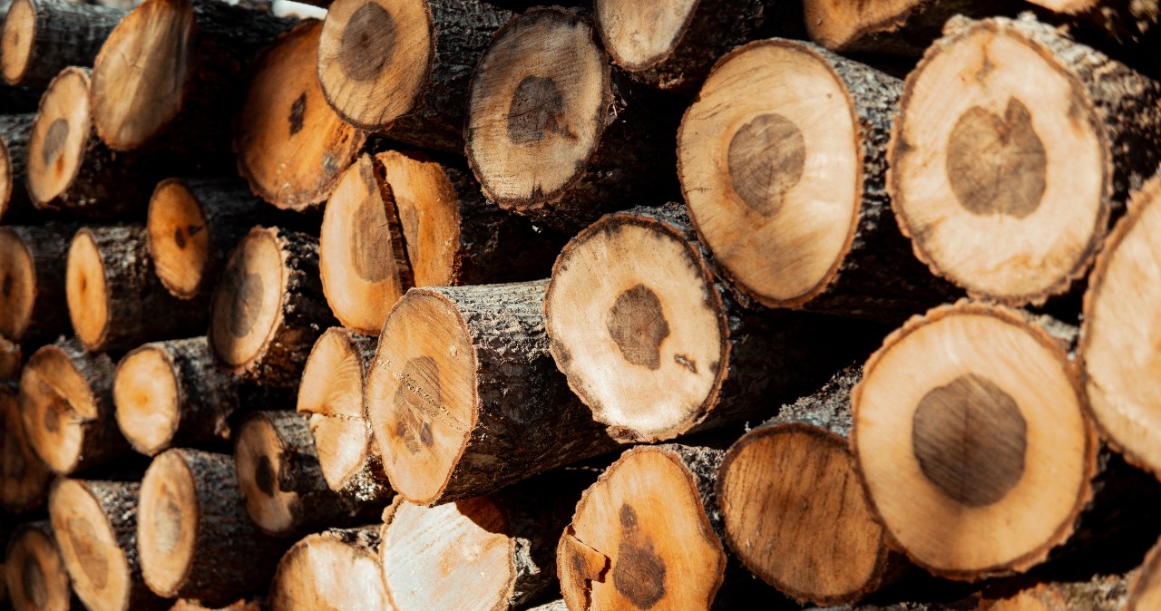 Co zrobić, aby wysuszyć szybciej drewno? /123RF/PICSEL