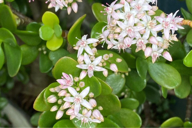 Co zrobić, by drzewko szczęścia zakwitło? Cztery zasady doświadczonych ogrodników