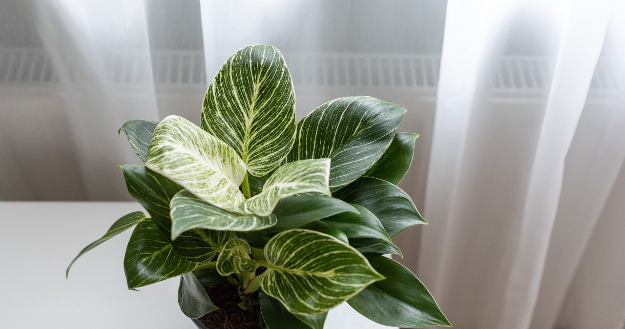 Co zrobić, by filodendron zdrowo rósł? /123RF/PICSEL