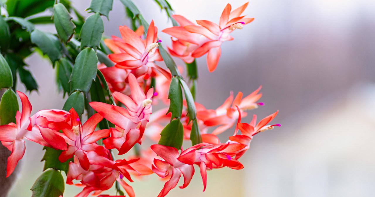 Co zrobić, by grudnik pięknie rozkwitł? /123RF/PICSEL