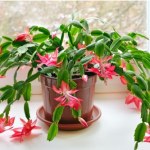 Co zrobić, by grudnik zakwitł? Kilka prostych trików