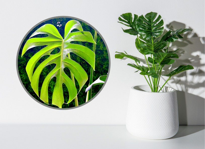 Co zrobić, by monstera miała duże liście? /Pixabay.com