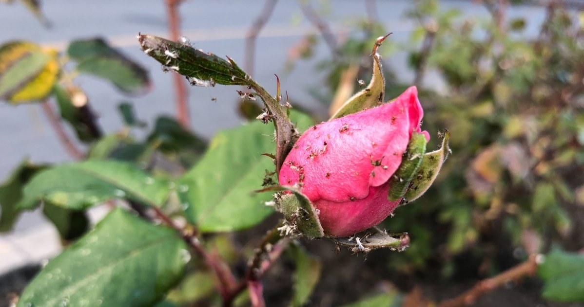 Co zrobić, by nie martwić się mszycami w ogrodzie? /123RF.com /INTERIA.PL