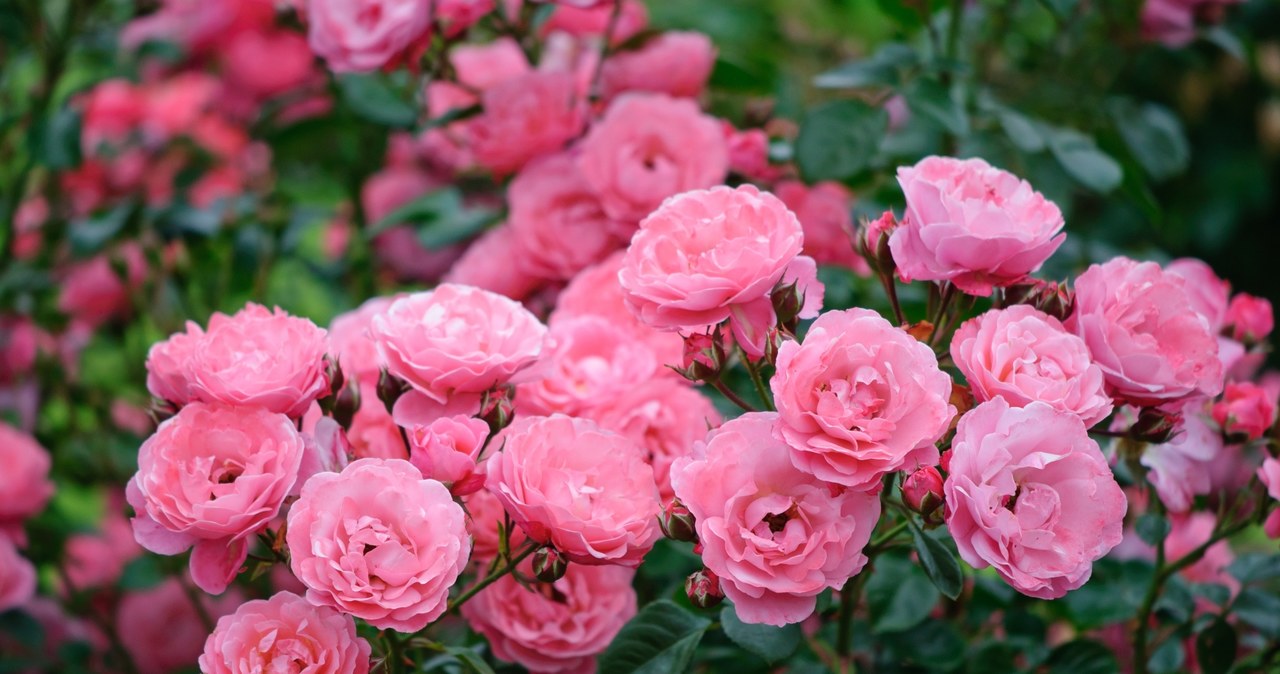 Co zrobić, by róże szybciej i zdrowiej rosły? /123RF/PICSEL