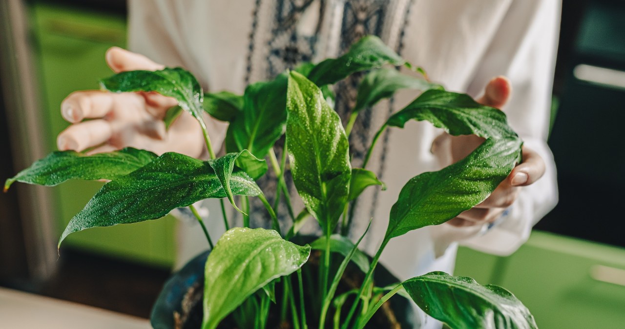 Co zrobić, by skrzydłokwiat znów zakwitł? /123RF/PICSEL