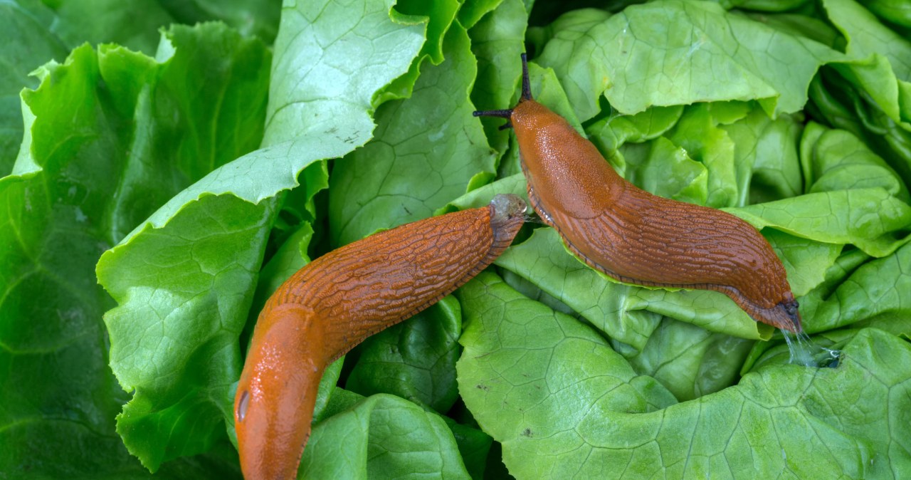 Co zrobić, by ślimaki omijały nasz ogród? /123RF/PICSEL