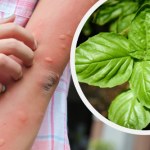 Co zrobić, gdy ukłuje komar? Te domowe sposoby zdają egzamin