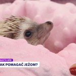 Co zrobić, gdy znajdziemy jeża, który potrzebuje pomocy?