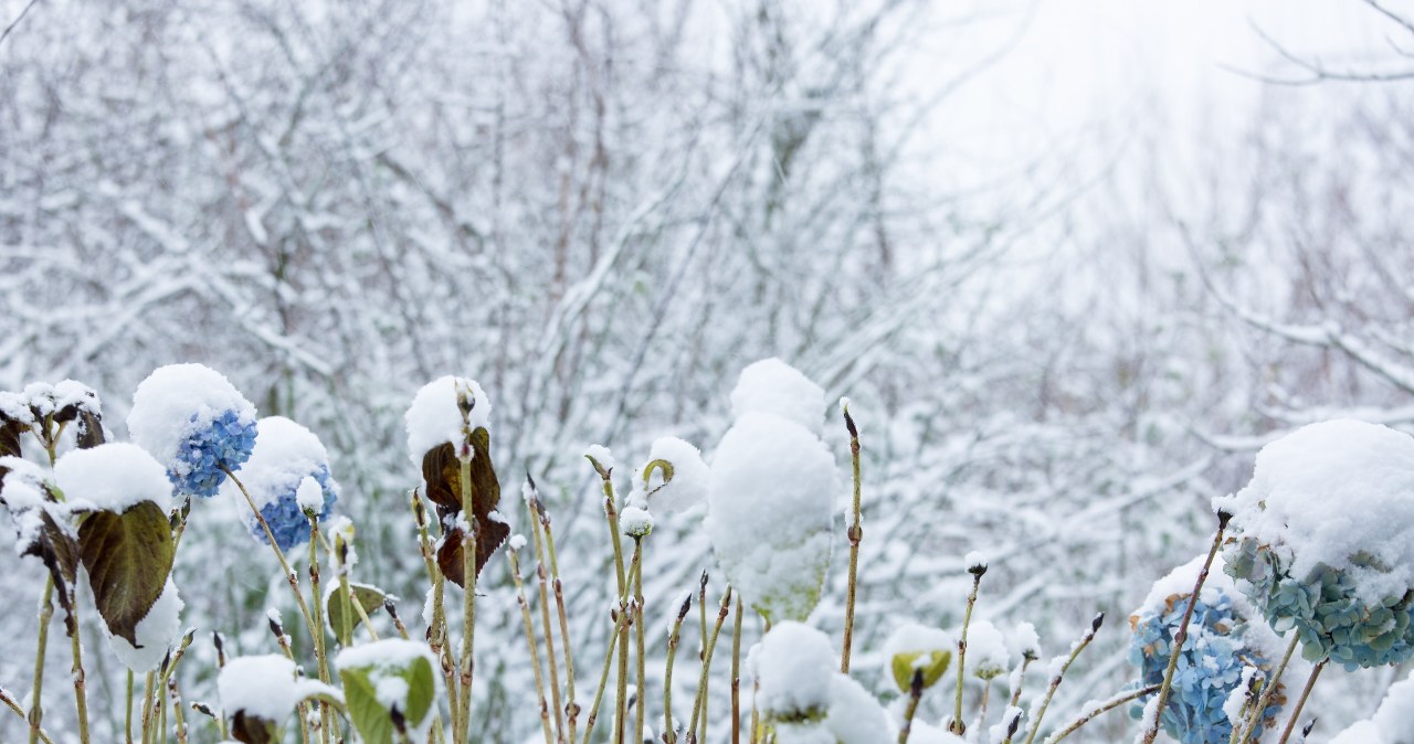 Co zrobić z hortensjami zimą? /123RF/PICSEL