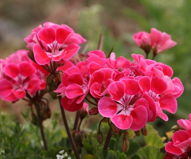 Co zrobić z kwiatów i liści pelargonii? O tych zastosowaniach mało kto wie!