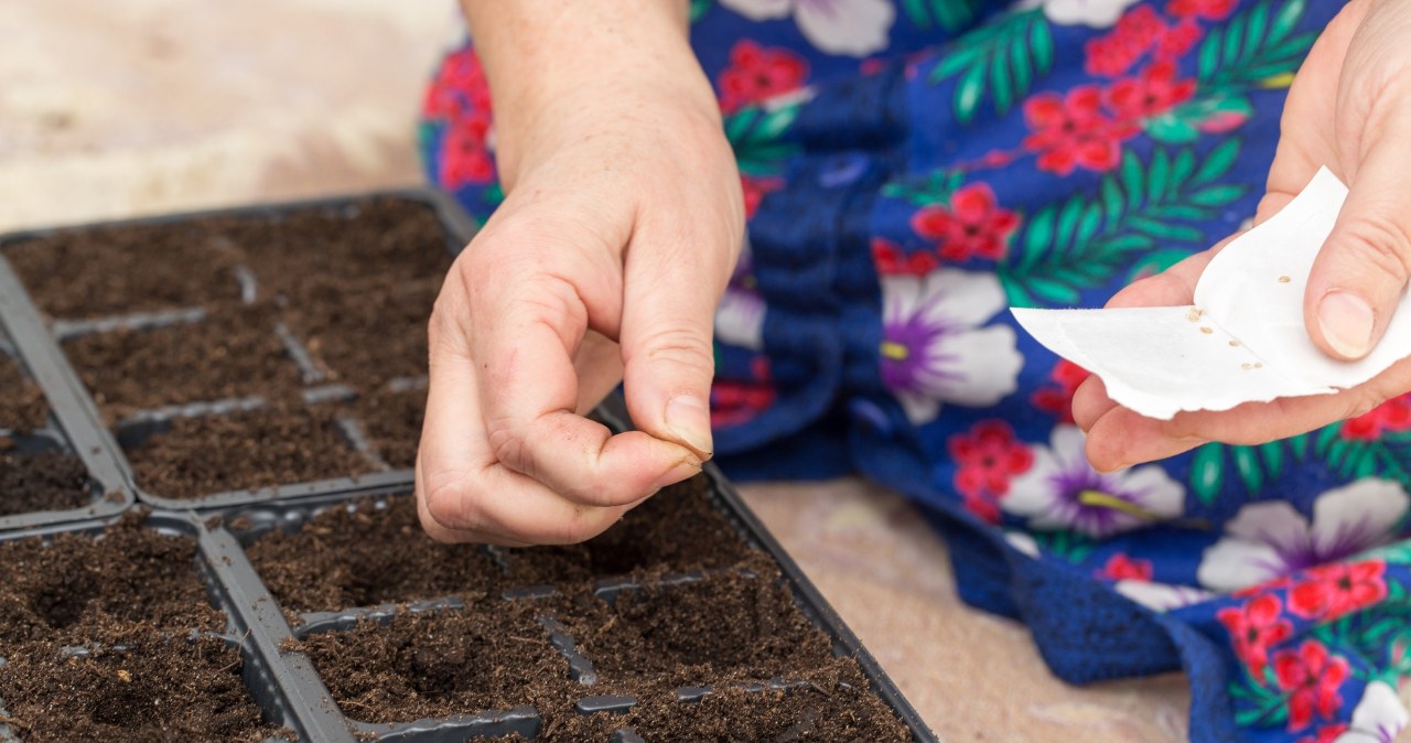 Co zrobić z nasionami przed wysiewem? /Pixel