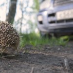 Co zrobić, żeby jeże nie ginęły? Wystarczy zamontować to na autach