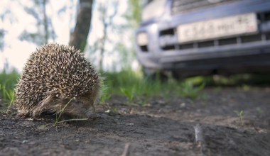 Co zrobić, żeby jeże nie ginęły? Wystarczy zamontować to na autach