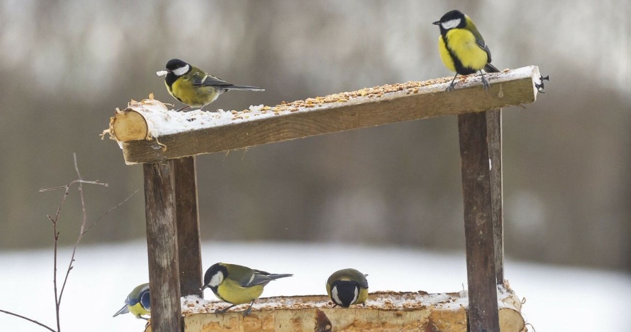 Co zrobić, żeby ptaki chętnie przylatywały do karmnika? /Stanislaw Bielski/REPORTER /East News