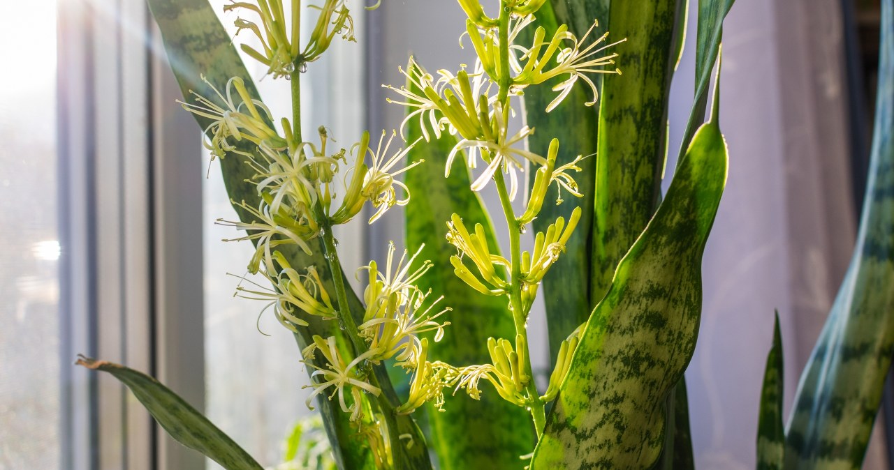 Co zrobić, żeby sansewieria zakwitła? Zmiana pielęgnacji ma znaczenie. /123RF/Picsel, 123RF/Picsel /Pixel