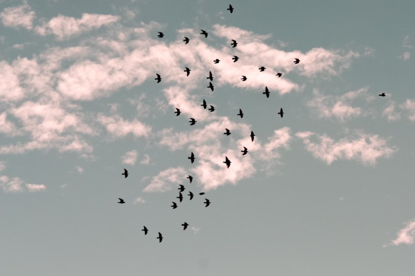 Co zwiastują klucze ptaków na niebie? /@annakubasheva /materiał zewnętrzny