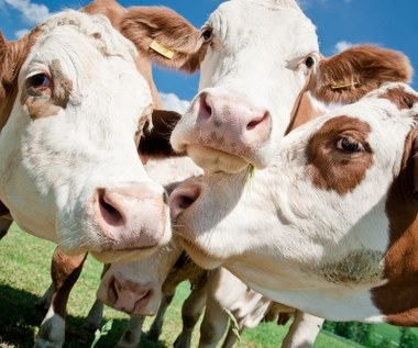 CO2 prosto od krowy. Nowy raport FAO