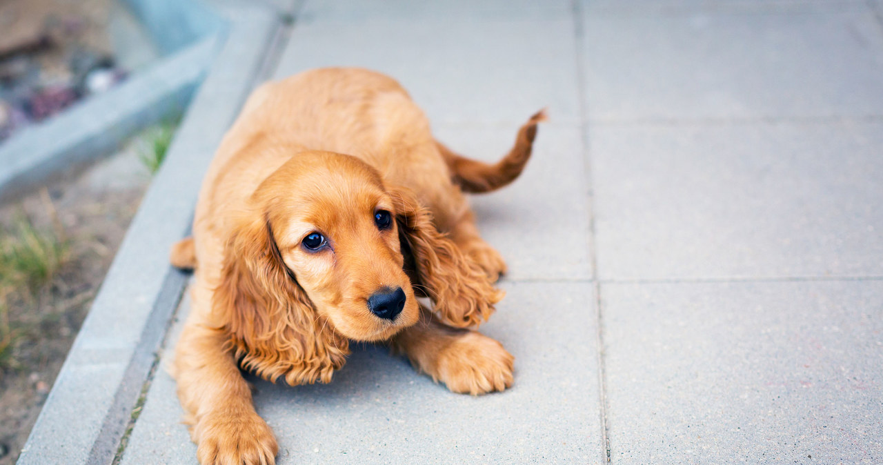 Cocker Spaniel /123/RF PICSEL /123RF/PICSEL