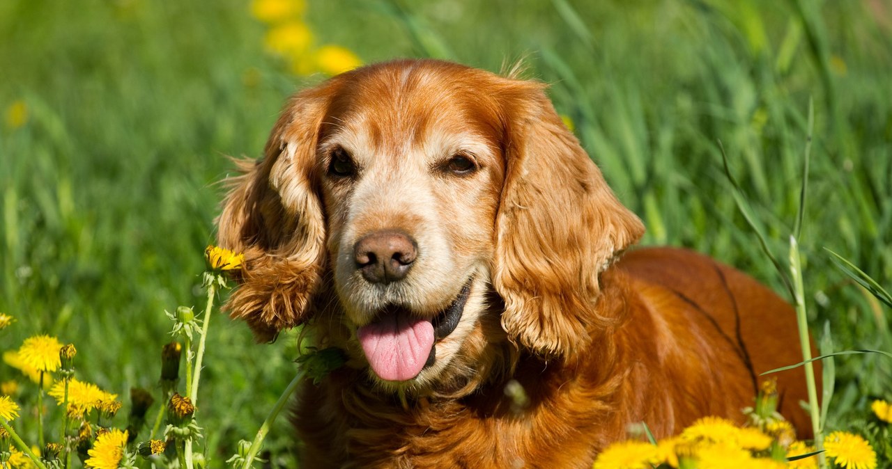 Cocker Spaniel /123RF/PICSEL