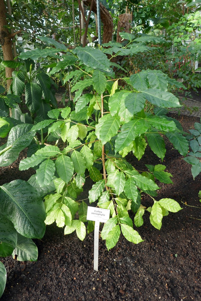 Coffea stenophylla, ogród botaniczny w Berlinie. /Wikimedia