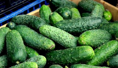 Цього року посадіть ці сорти огірків. Вони не гірчать і ідеально підходять для консервації