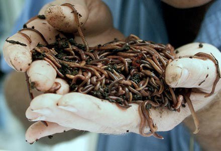 Conficker - najbardziej znany robak ostatnich lat - staje się coraz groźniejszy /AFP