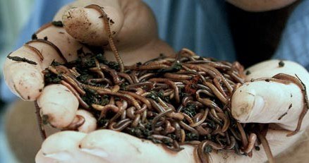 Conficker - najbardziej znany robak ostatnich lat - staje się coraz groźniejszy /AFP