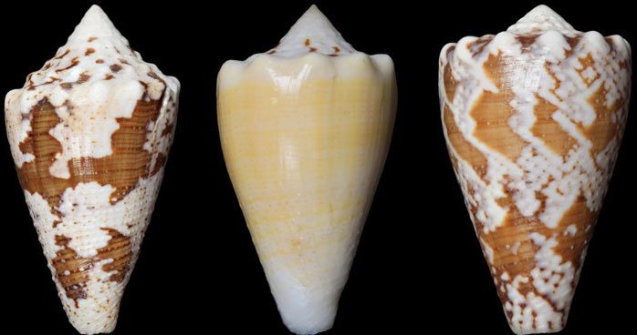 Conus regius /materiały prasowe