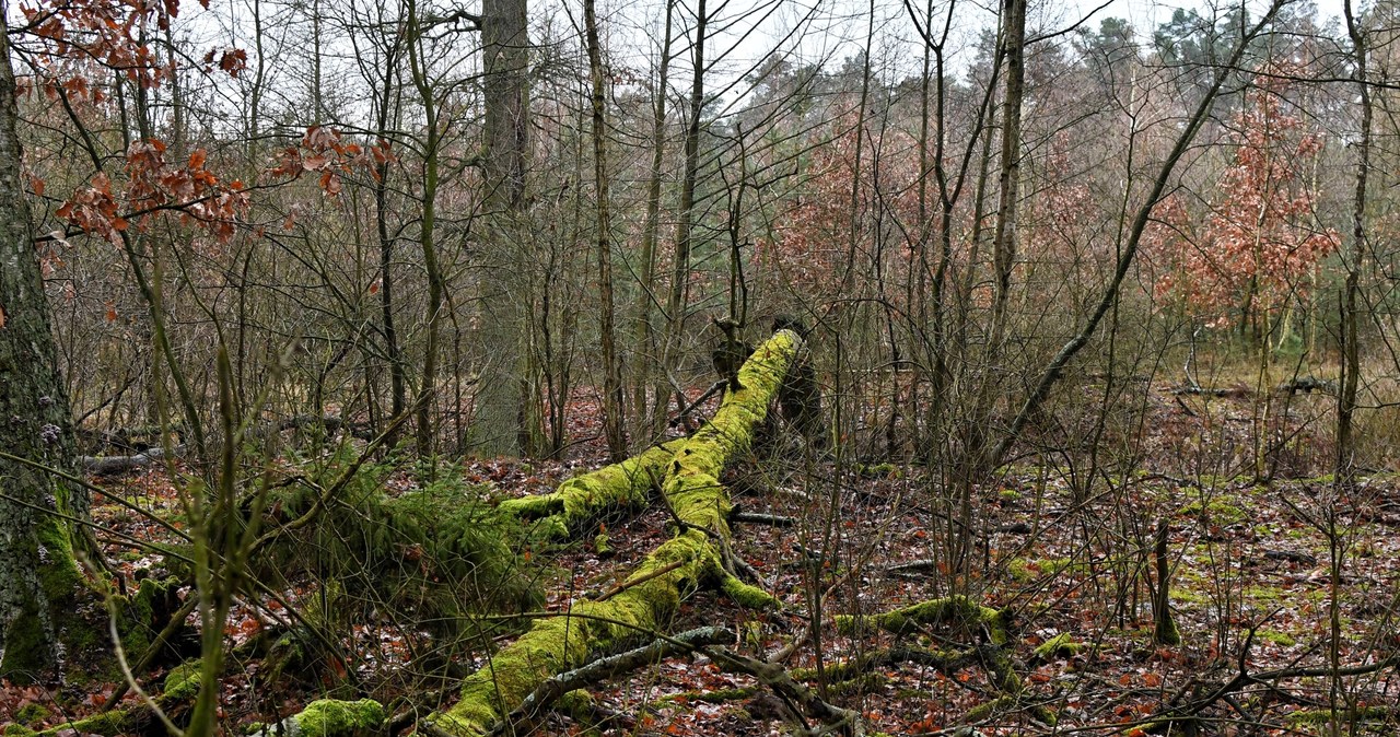 COP26: Jest deklaracja ws. lasów. "Koniec wielkiej masakry piłą łańcuchową"