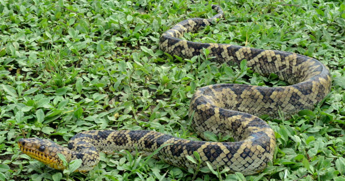 Corallus cropanii /materiały prasowe