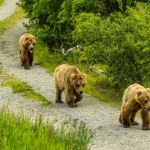 Coraz bliżej niedźwiedzi. Ekspertka: matka będzie bronić młodych