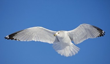 Coraz częściej pojawiają się w Polsce. Przyleciały aż z USA