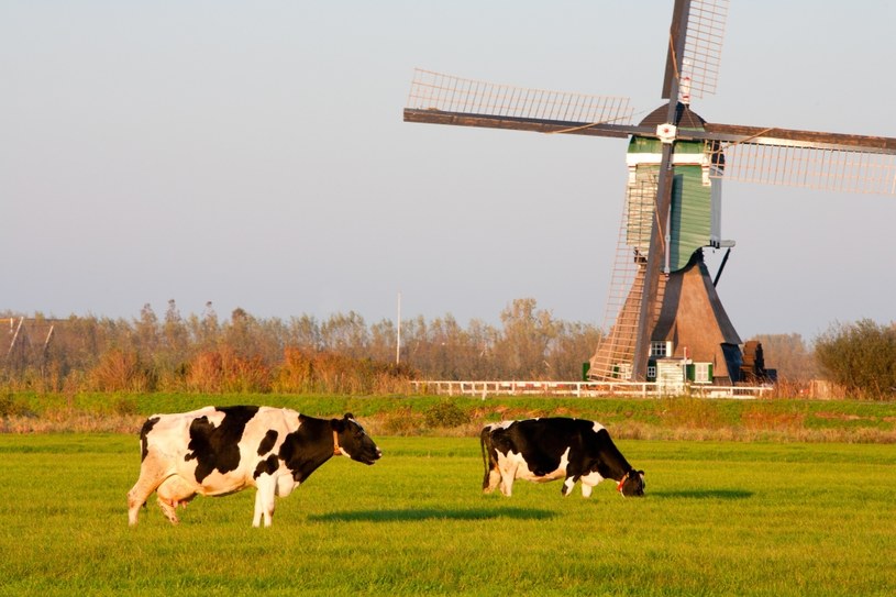 Coraz mniej chętnych z Europy Wschodniej do pracy w holenderskim rolnictwie i ogrodnictwie /123RF/PICSEL