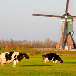 Coraz mniej chętnych z Europy Wschodniej do pracy w holenderskim rolnictwie i ogrodnictwie